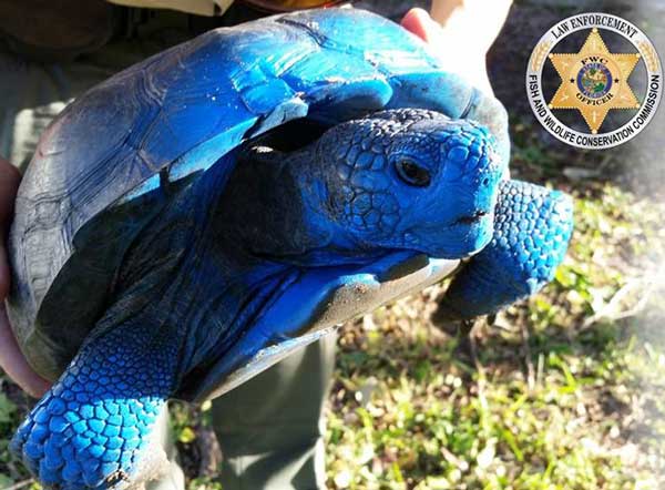 Florida FWC Looking For Person Who Painted Gopher Tortoise Blue