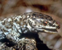 California's Island Night Lizard Makes Comeback