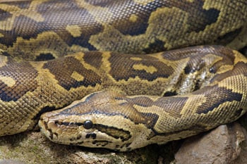Python Suspected In Deaths Of Two Boys