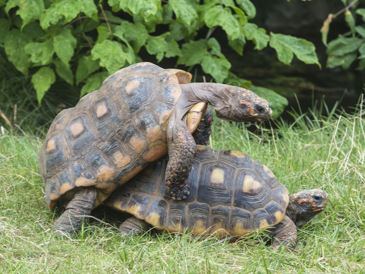 Red-Footed Tortoise Breeding