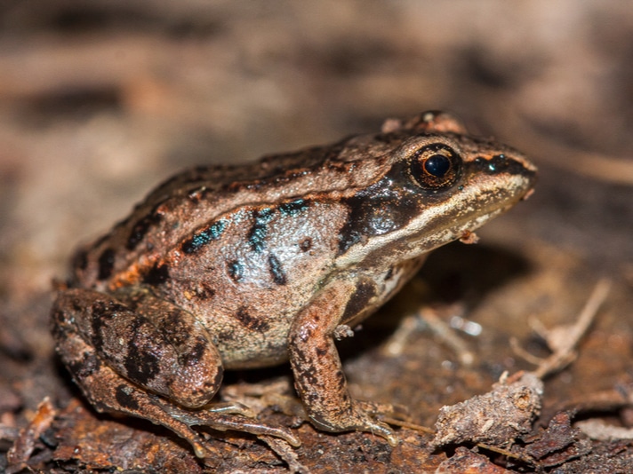 Unofficial State Amphibian Of New York May Become Official!