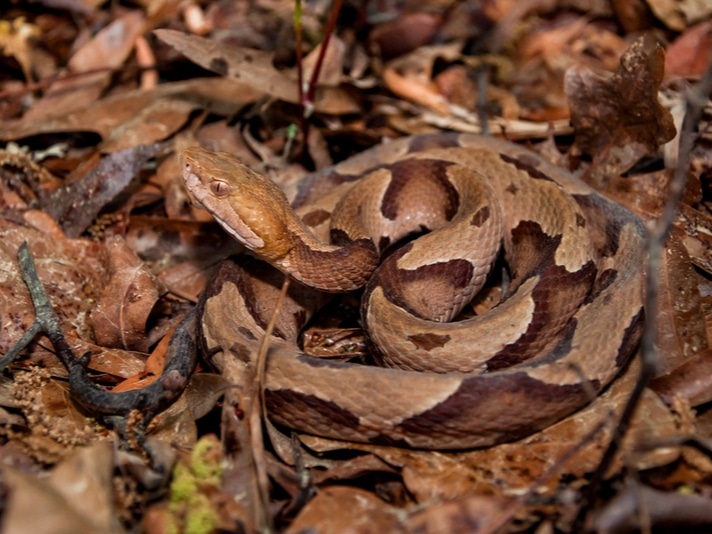 What To Do If Your Pet Is Bitten By a Copperhead, Rattlesnake Or Other Venomous Snake