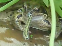 YouTube Video Of A Frog Eating A Caterpillar Gets Close To 1.5 Million Views In Three Days YouTube Video Of A Frog Eating A Caterpillar Gets Close To 1.5 Million Views In Three Days