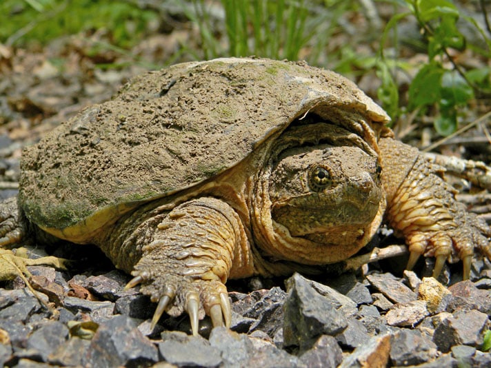 Arkansas To Study Potential Restrictions On Turtle Harvesting