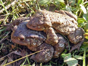 European Toad Breeding