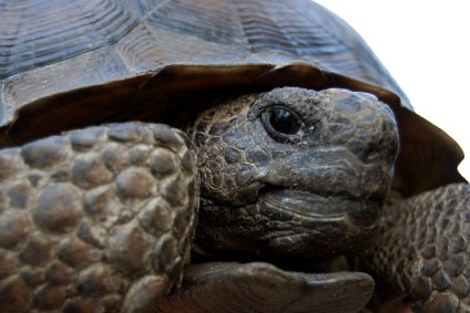 Gopher Tortoise 