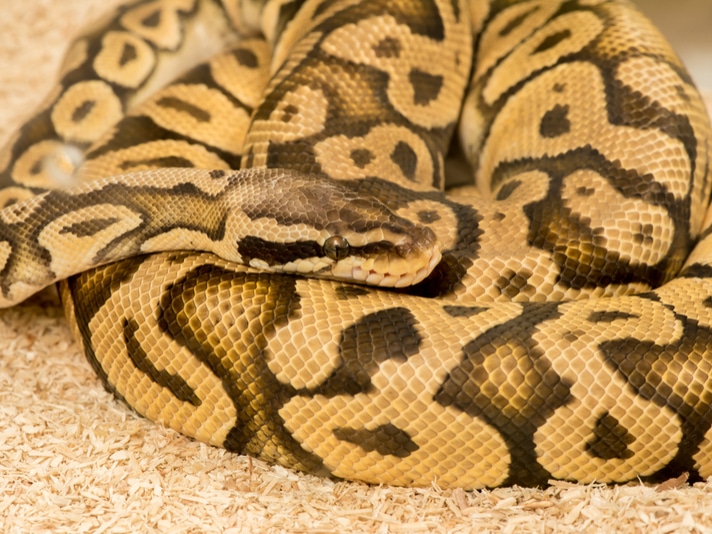 100+ Pythons Seized From Texas Home