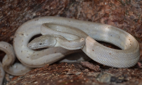 New Boa Species Discovered in the Southern Bahamas