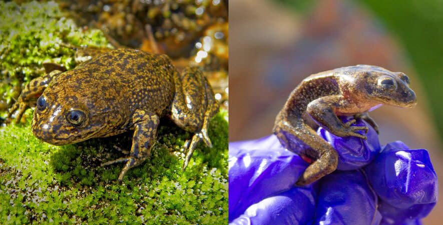 Researchers Save 14 Critically Endangered Loa Water Frogs From Probable Death
