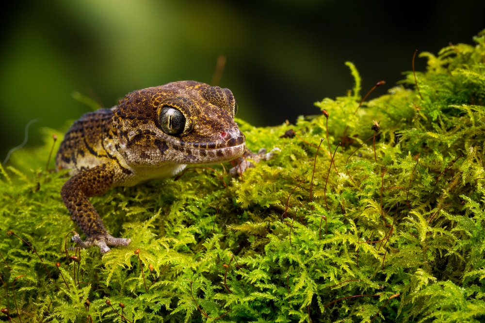How to Care For The Madagascar Ground Gecko