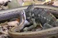 Madagascar Big-Eyed Snake And Chameleon Encounter Turns Deadly