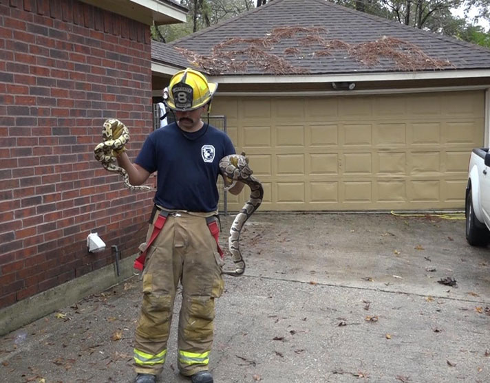 Texas Firefighters Save Several Snakes And Lizards From House Fire