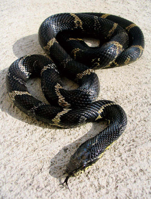 Russian Rat Snake Information And Care