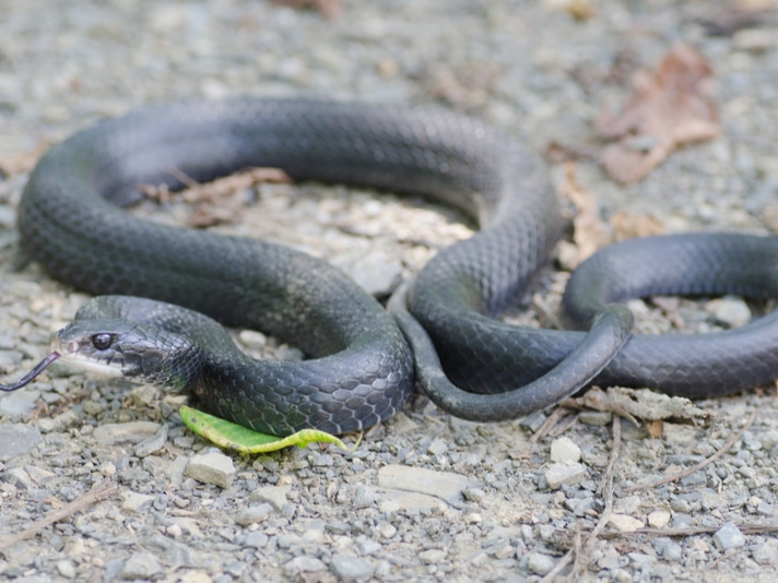 Black Rat Snake Resting After Vet Removes Ceramic Egg From Its Belly