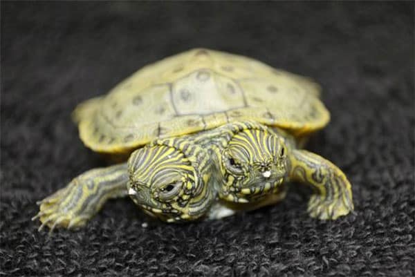 Two-Headed Turtle Thelma And Louise Dies Two-Headed Turtle Thelma And Louise Dies