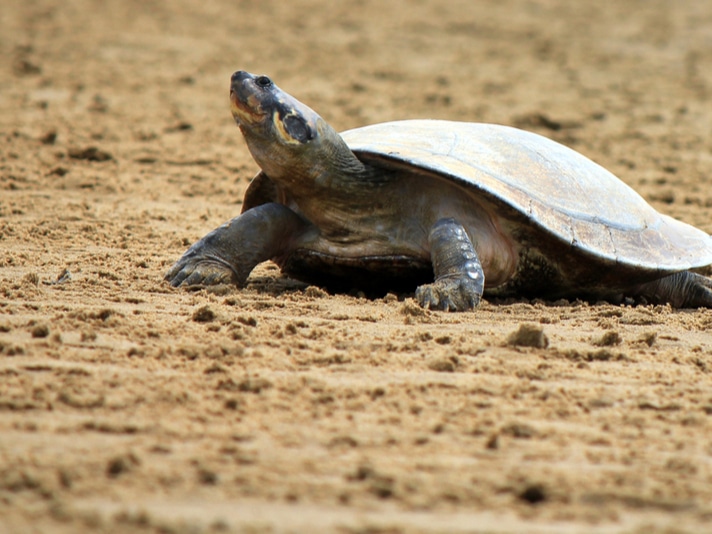 Study Determines How Drone Use Affects Behavior of South American River Turtle