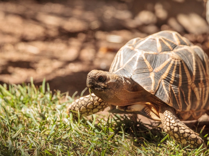 Captive Breeding Brings The Burmese Star Tortoise Back From The Brink Of Extinction