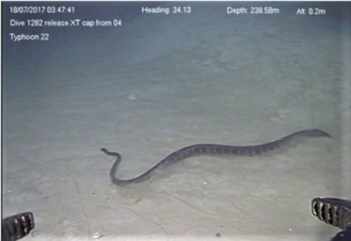 Sea Snakes Recorded Diving To Record 245 Meters