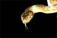 Dead Mice To Kill Invasive Snakes In Guam