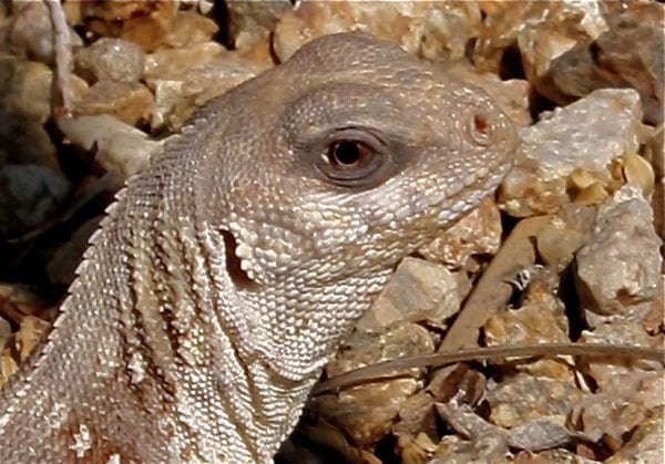 Desert Iguana Care Sheet