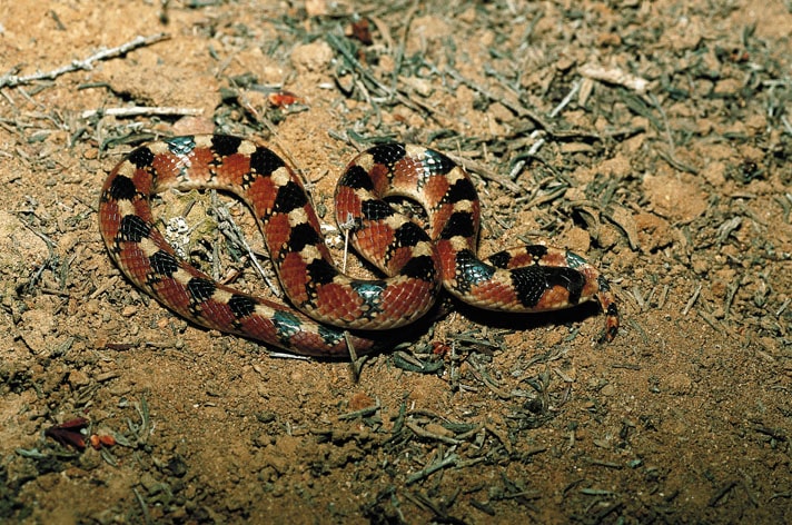 Sand And Scrub-dwelling Snake Species