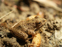 Northern Cricket Frog Populations Decline In New York State