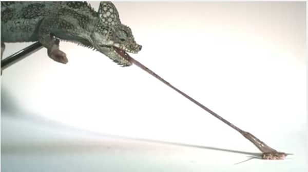 As Far As Speed Goes, Smaller Chameleons Have Faster And More Powerful Tongues