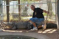 Nine Foot American Alligator Leaving Phoenix Herpetological Society For Larger Enclosure In Florida
