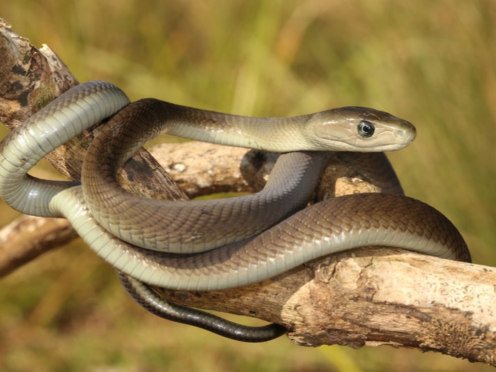 Antivenin For Black Mamba, Other African Venomous Snakes Set To Run Out In 2016