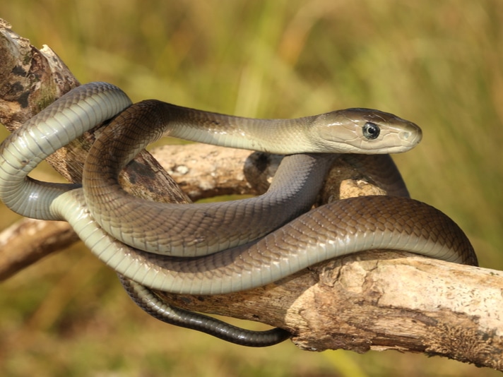 Black Mamba Shutterstock 647530855