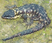 New Lizard Species Discovered In Africa