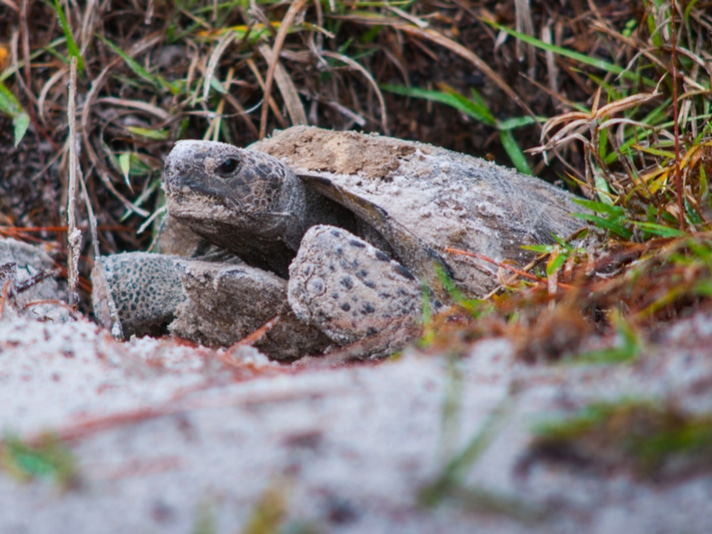Gopher Tortoise Populations Get Bolstered In Aiken, South Carolina