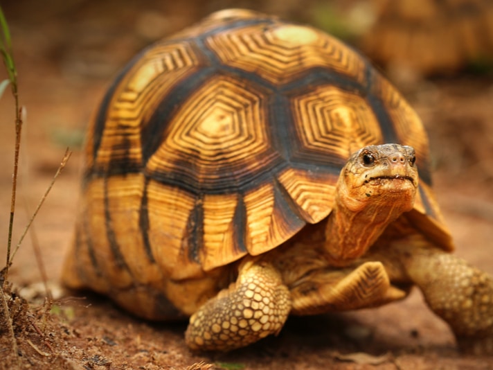 Ploughshare Tortoise Listed 11th With Flat-tailed And Spider Tortoise On ZSL's EDGE List Of Endangered Reptiles