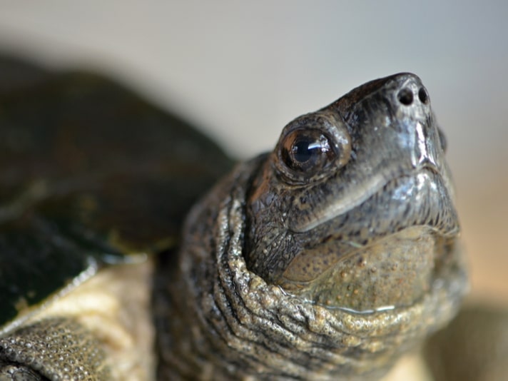 Philippine Authorities Arrest 3 For Possessing Threatened Turtles