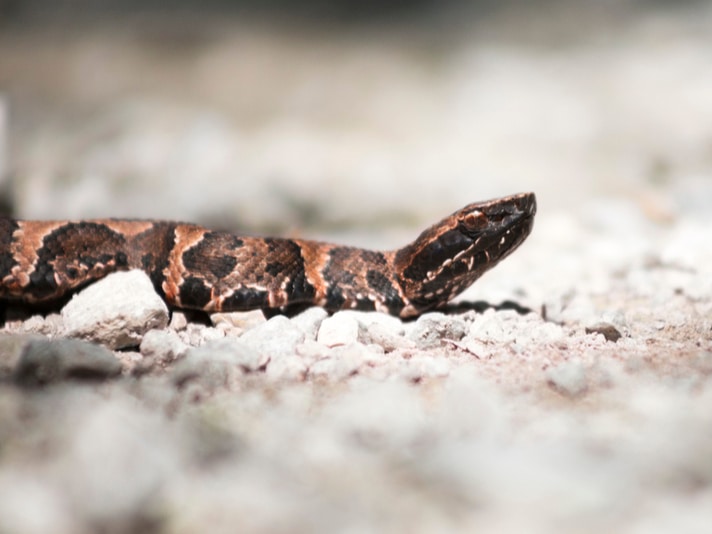 Now Is The Time To Herp Snake Road At Shawnee National Forest