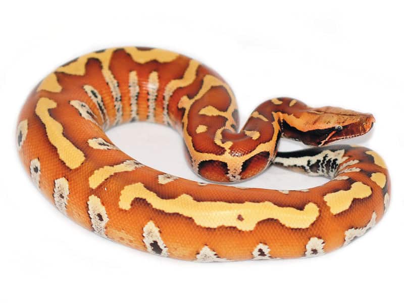Blood and Short-tailed Python Care Sheet