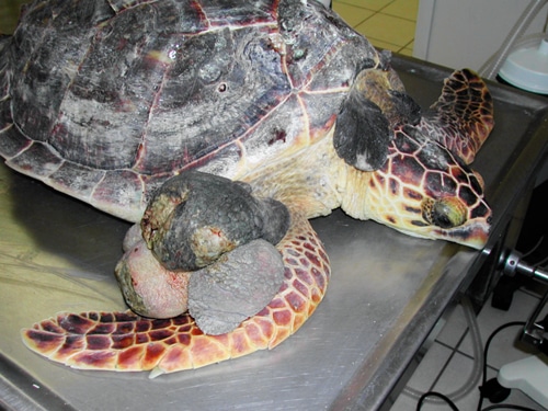 Fibropapilloma: A Devastating Sea Turtle Disease