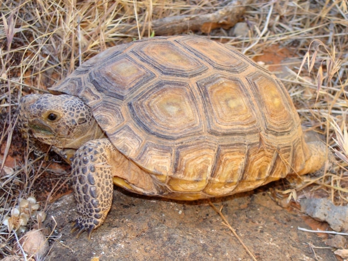 Agassiz Desert Tortoise Head Start Program Launches