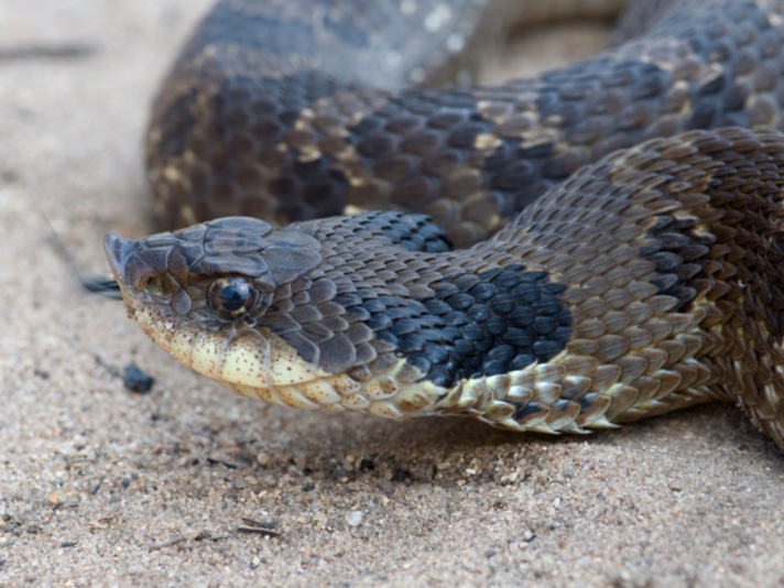 Young Southern Hognose Snake (Heterodon simus) playing dead