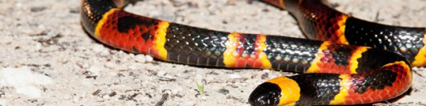Eastern Coral Snake Shutterstock 186820994