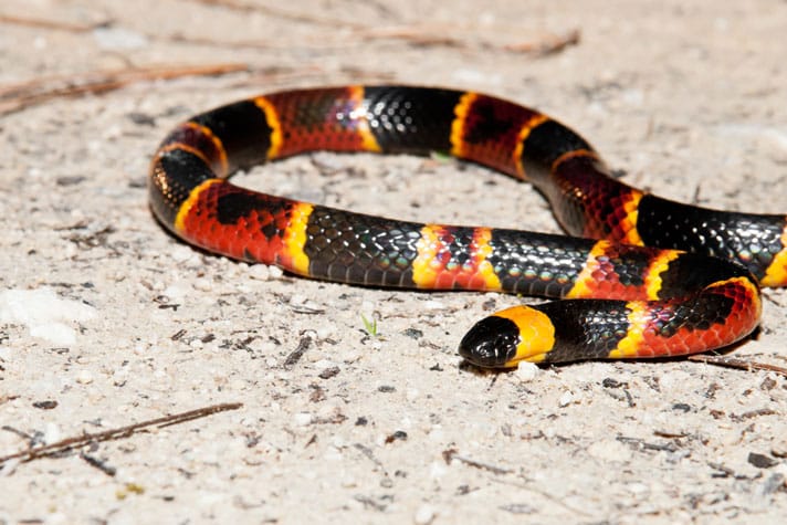 Eastern Coral Snake Shutterstock 186820994