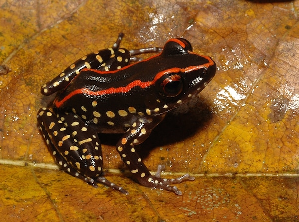 Insanely Colorful Frog Species Found 10 Years Ago Declared New Species