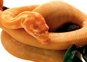 Breeder’s Choice – Albino Carpet python