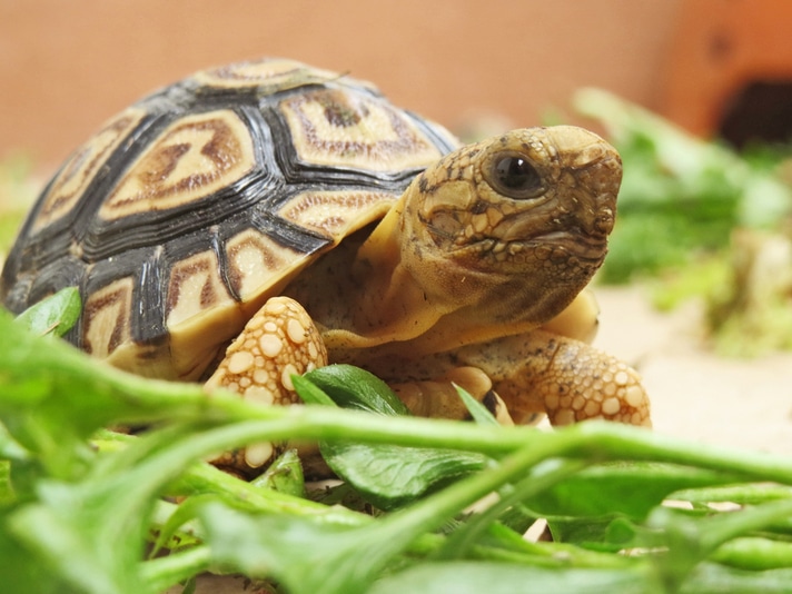 The World’s Fastest Tortoise? He Sprints At 0.28 Meters Per Second