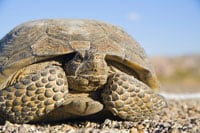 Desert Tortoises Displaced By Solar Energy Project Released