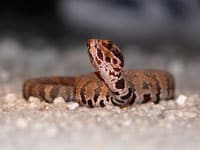 Copperheads And Cottonmouths Serve As Winter Hosts To Equine Encephalitis Virus