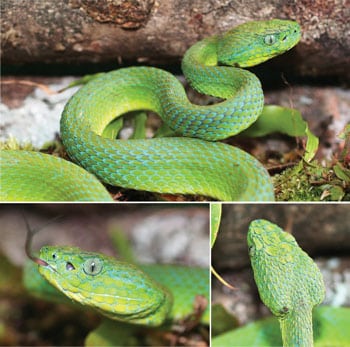 New Species Of Palm Pit Viper From Honduras Discovered And Described