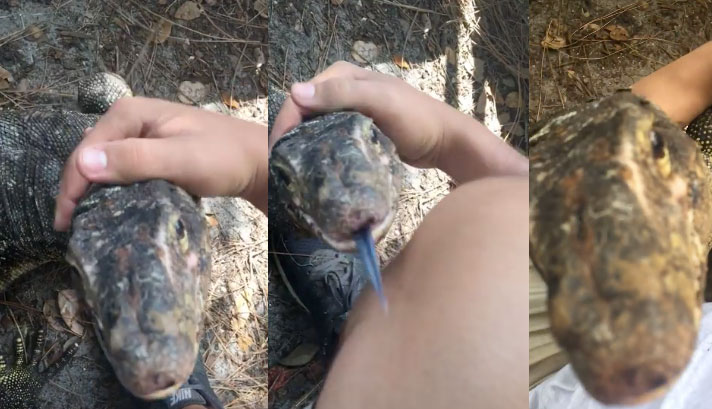 Florida Man Seeks Help In Finding His Missing Asian Water Monitor