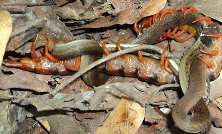 Centipede Devours Snake In Midst Of Laying Its Eggs