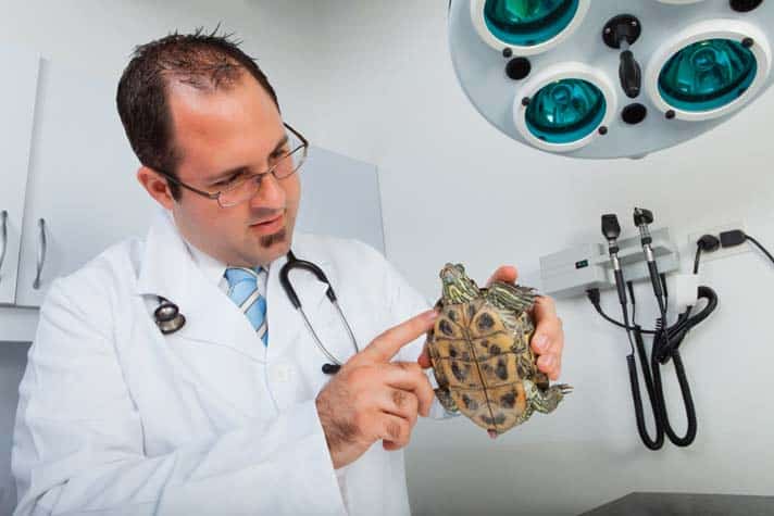 Common Diseases Of Aquatic Turtles